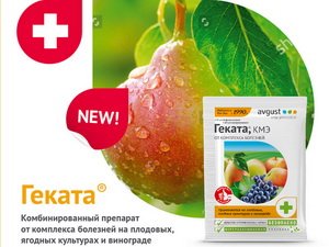Купить саженцы яблони из питомника в Новосибирске