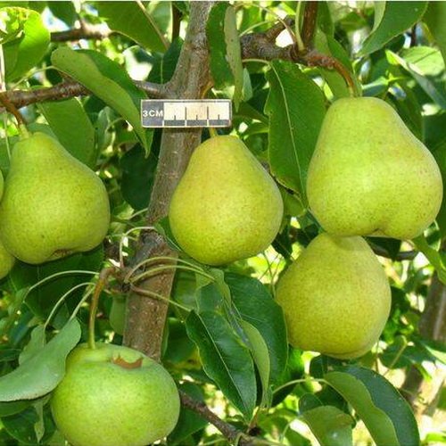 Груша сварог морозостойкость