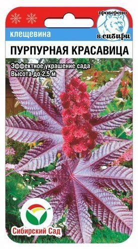 Клещевина пурпурная красавица