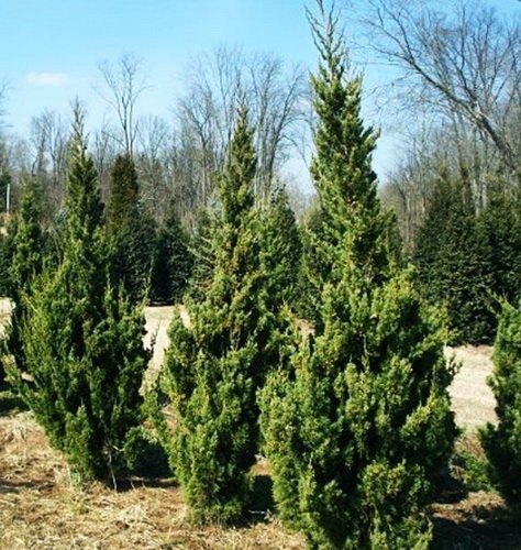 Можжевельник китайский Robusta Green Festima.Ru - частные объявления