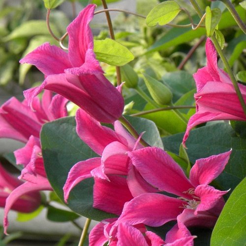 File:Clematis Diana's Delight Evipo026.jpg - Wikimedia Commons