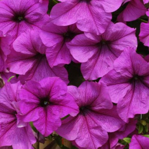 Петуния Fanfare Purple