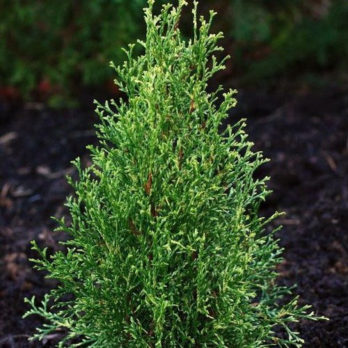 Туя западная Вариегата: купить в Москве саженцы Thuja occidentalis Variegata в п