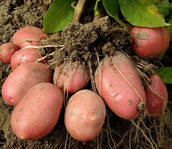Картофель Розара - сетка 2,5кг.