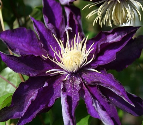 Clematis Haku Ookan - Friedrich M. Westphal Clematiskulturen Ungewöhnliche blume