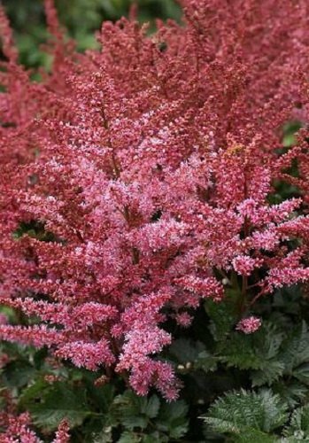 Астильба Майти Ред Куин (Astilbe Mighty Red Quin) купить в Москве по низкой цене