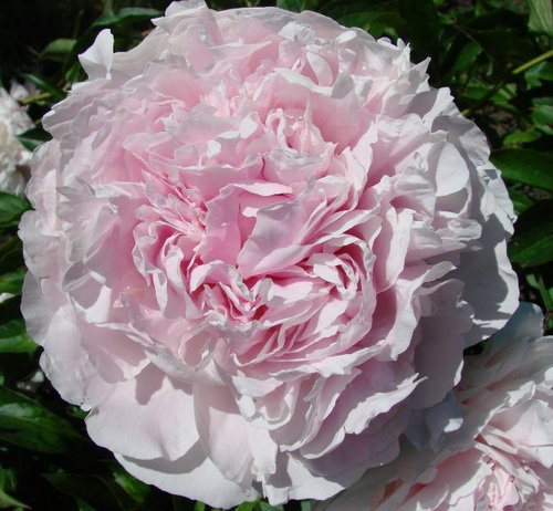 Пион Альберт Круз, или Альберт Крусс - Paeonia Albert Crousse