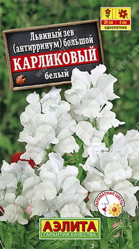 Львиный зев Карликовый белый