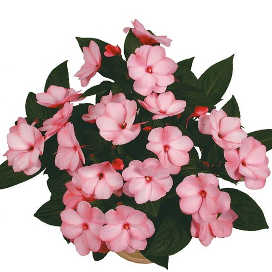 Бальзамин Pink Aroma