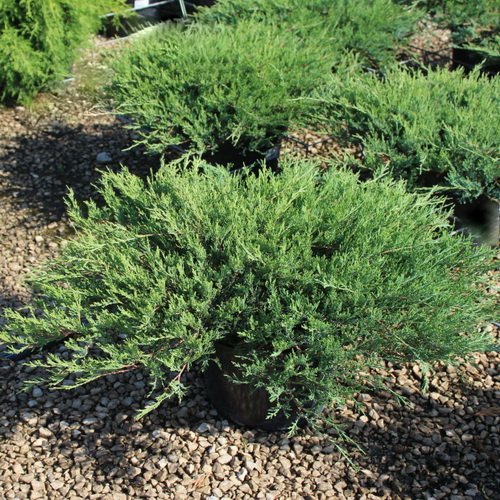 Можжевельник горизонтальный Агнешка Juniperus horizontalis 'Agnieszka' Питомник