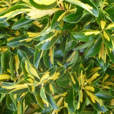 Golden Eponymous Hedge - Evergreen Garden Shrub