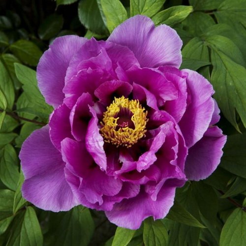 Index of /Gallery/paeonia/big/F