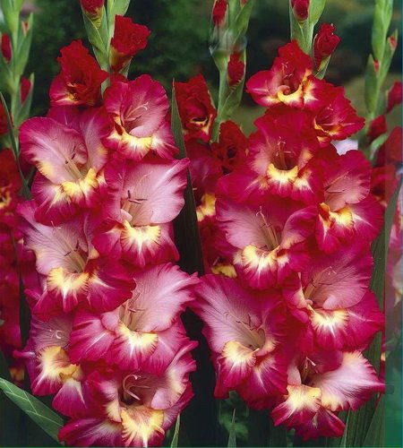 Forum / Obrázek : Mečík Dottie Dee (Gladiolus) Garten.cz