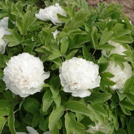 Tree Peony Care: How To Grow Tree Peonies Growing peonies, Tree peony, Peonies g