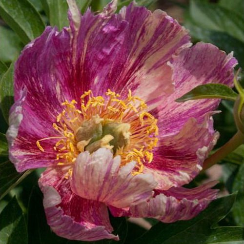 Mid-season Peonies at Olbrich Peonies, Garden, Beautiful flowers