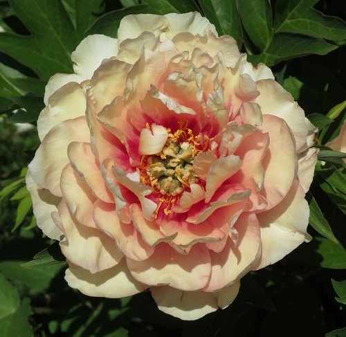Pin on Flowers Peonies, Flowers, Rose