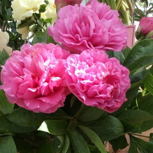 Пион Карнейшен Букет/Carnation Bouque Пионы. Декоративноцветущие луковицы, расса