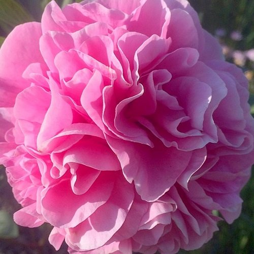 Пион Карнасьон Букет 'Carnation Bouquet' - Цветочный дворик