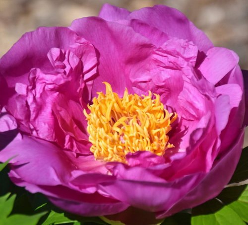 Peony Wallpaper - Resolution:1920x1260 - ID:1111503 - wallha.com