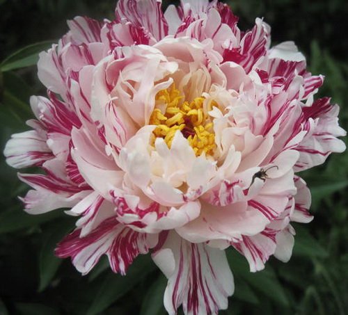 Пион Киринмару - Paeonia Kirinmaru