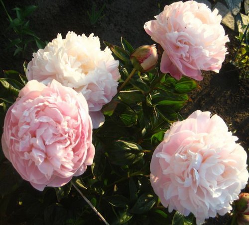 PAEONIA lactiflora 'Moon River' .Binnyplants.com (With images) Peonies, Moon gar