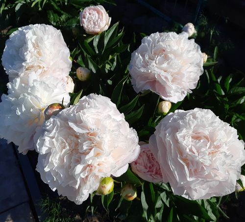 Пион молочноцветковый Мазерс Чойс: купить саженцы Paeonia lactiflora Mother's Ch