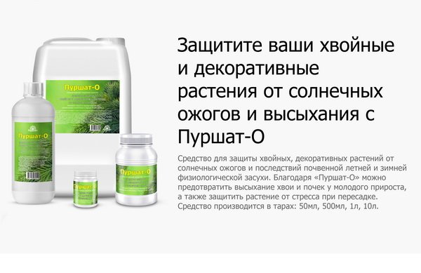 От ожогов хвойных. Пуршат-о концентрат для хвойных и декоративных 50 мл. Пуршат средство защиты хвойных от солнечных ожогов. Пуршат для хвои. Препарат для хвойных от солнечных ожогов.