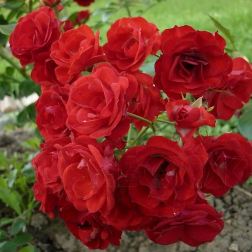 Роза Скарлет Боника | Мой сад