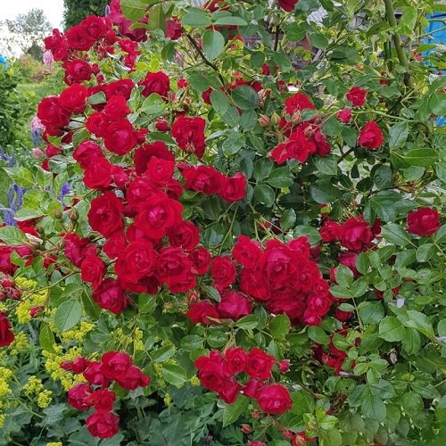 Роза Скарлет Боника | Мой сад