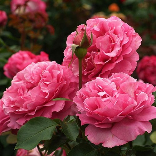File:Rose Yves Piaget 20070601.jpg - Wikipedia