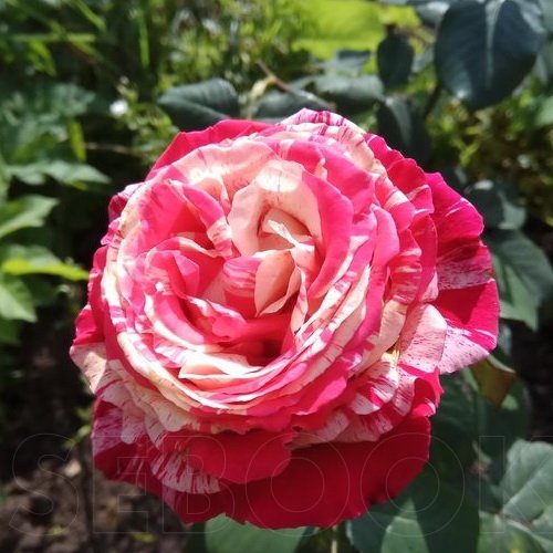 Роза Дип Импрешн | Мой сад
