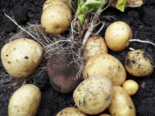 Картофель Каратоп: описание сорта и характеристика, посадка и уход, отзывы с фот
