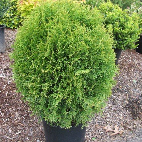 Туя (Thuja)