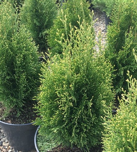 Туя западная Variegata - в наличии низкая цена - саженцы, описание, отзывы, фото