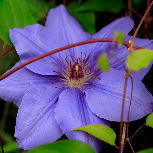 Clematis-Hybride 'Etoile de Malicorne' Kletterpflanzen, Clematis, Clematis winte
