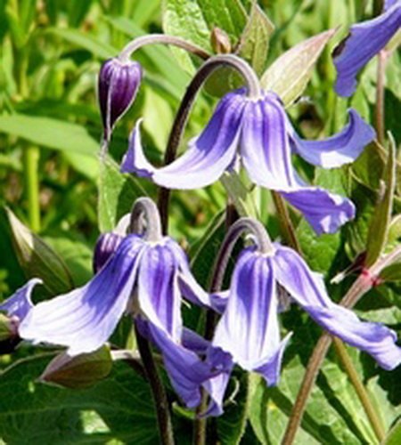 Клематис цельнолистный (Clematis integrifolia ) 3л собств.производство купить за
