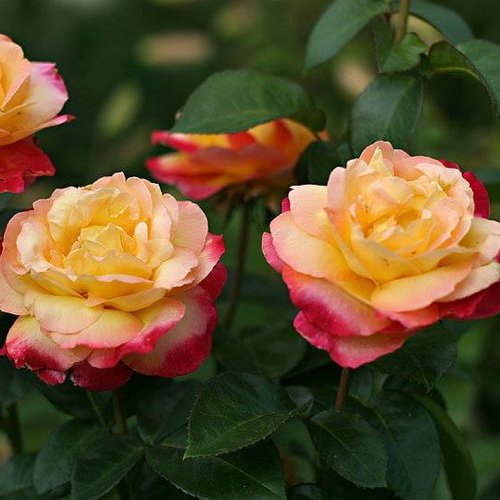Роза Пульман Ориент Экспресс Pullman Orient Express США, 2001 Flowers, Rose, Pla