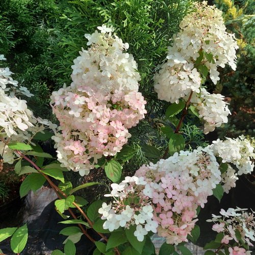 Купить Гортензия метельчатая BJ - Гортензия - GardenPlants