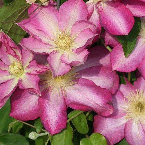 Perennial, Full to Part Sun: Clematis Clematis, Clematis trellis, Perennials