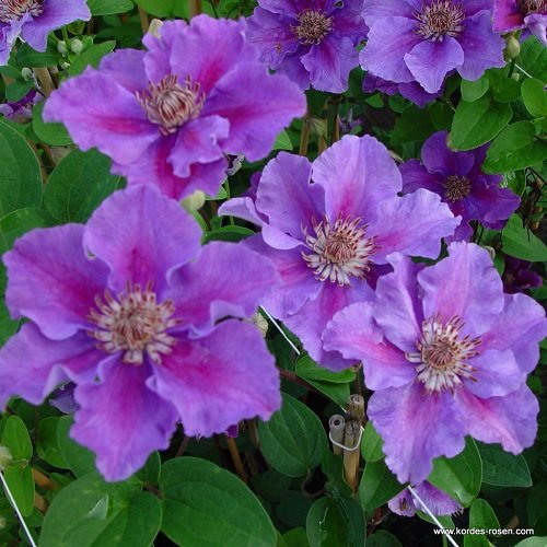 Ashva' Clematis, Plants, Photo
