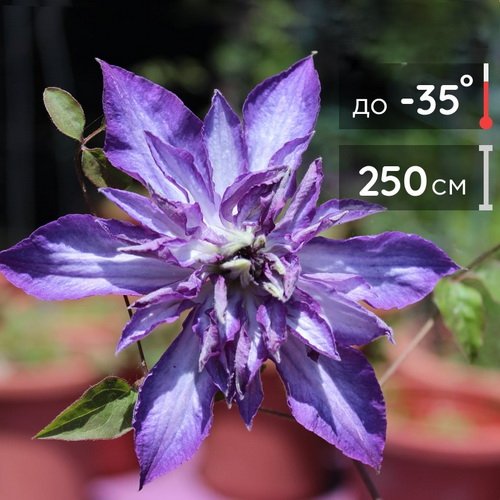 Clematis viticella 'ASTRA NOVA' Klematis, Clematis viticella und Pflanzen