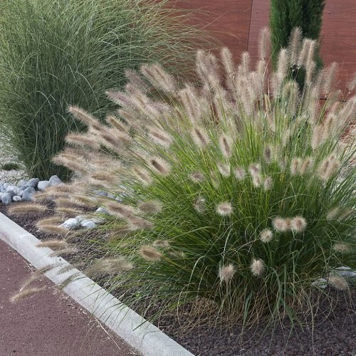Pennisetum alopecuroides 'Black Lea' - Swamp Foxtail Grass Gardening With Angus