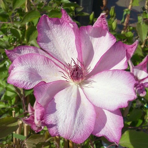Clematis Omoshiro Plant for Beautiful Garden Fence