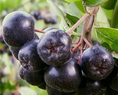 ХИМИЯ ДЛЯ РАСТЕНИЙ БИОРЕГУЛЯТОРЫ И СТИМУЛЯТОРЫ ДЛЯ
