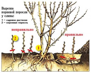 Слива чернослив ранний описание сорта фото