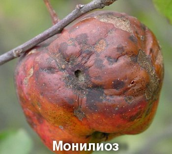 Монилиоз