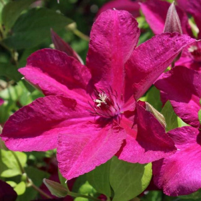 Clematis Kardynal Wyszynski