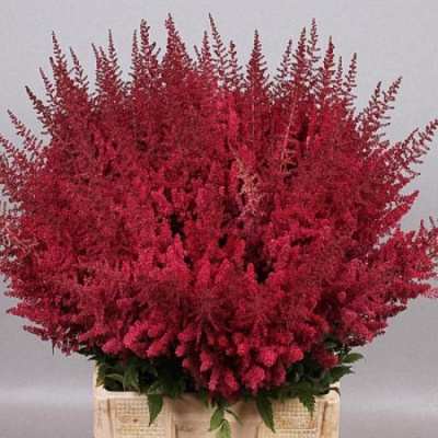 Astilbe arendsii Paul Gaarder