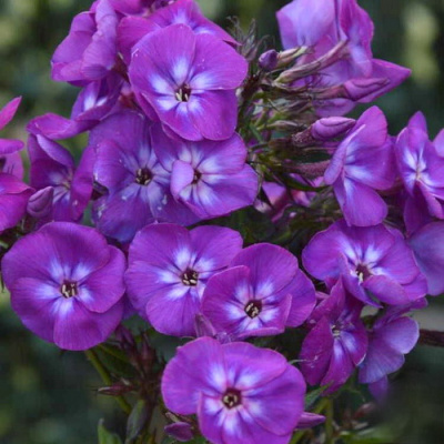 Phlox paniculata Adinda