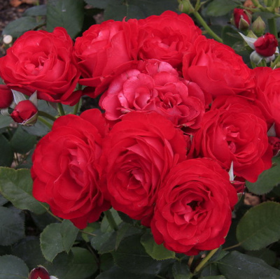Rosa  Dominica
